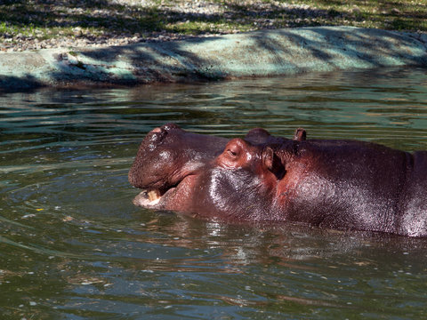Il sorriso dell'ippopotamo