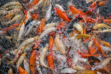 koi carps close up