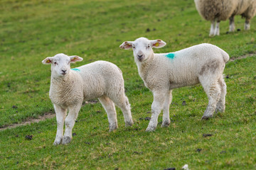 Naklejka premium Lambs