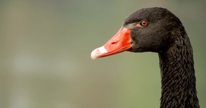 4k primo piano di uno splendido esemplare di cigno nero