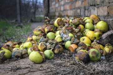many rotten apples lie on the ground