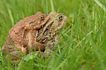 Erdkrötenpaar (Bufo bufo) auf Wanderschaft
