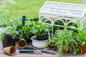 Plants with flowers and herbs in garden