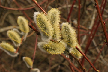 Willow bud