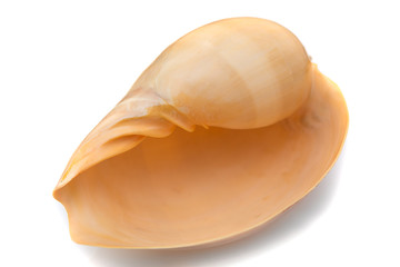sea shell on white background