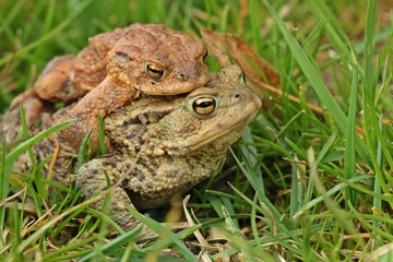 Erdkrötenpaar (Bufo bufo) auf Wanderschaft
