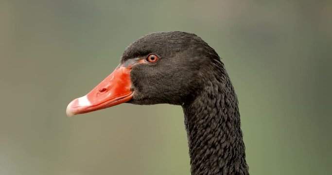 4k primo piano di uno splendido esemplare di cigno nero