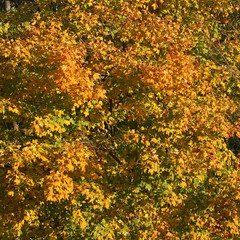 Yellow and green leaves background, Beautiful shot of deciduous forest background