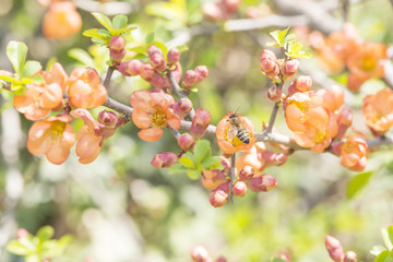 bee and branch with spring flowers