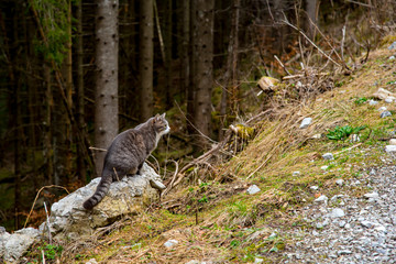 forest cat hunting