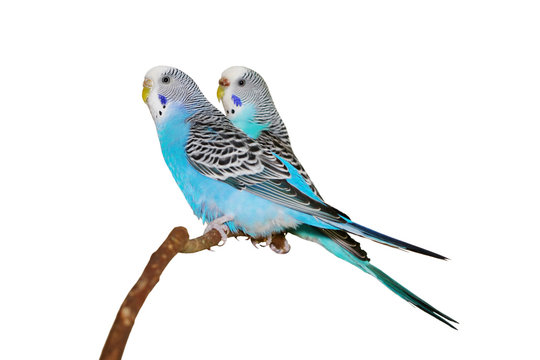 budgerigars
