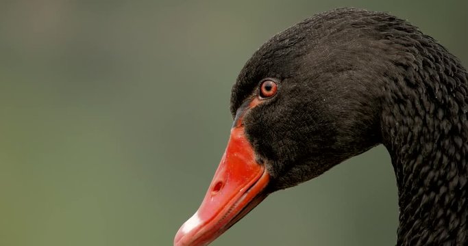 4k primo piano molto ravvicinato di uno splendido esemplare di cigno nero