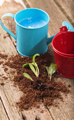 Replacing of seedling, several young green sprouts lie on a soil