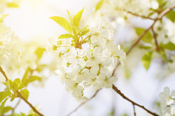 Blossoming of cherry flowers in spring time, natural seasonal sunny background