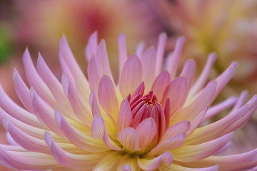 Closeup of a beautiful pink pastel colored dahlia flower