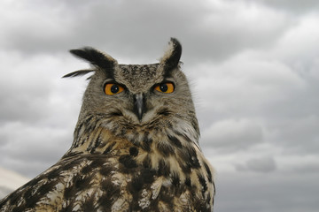 Eurasian Eagle Owl (Bubo bubo) with threatening sky background.