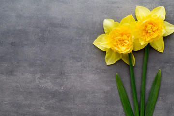 Yellow daffodils on a grey background. Easter greeting card.