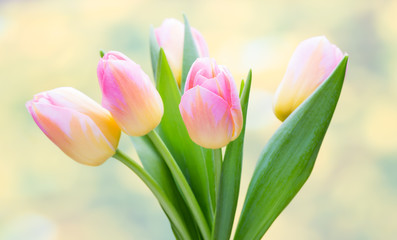 Spring flowers. Tulip bouquet on the bokeh background.