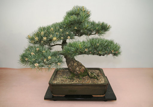 Bonsai Scots Pine tree