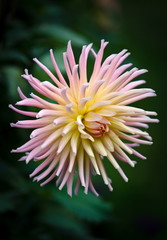 Closeup of a beautiful pink pastel colored dahlia flower