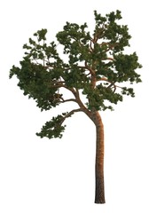 3D Illustration Pine Tree