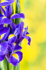 Purple iris flower on the yellow background.
