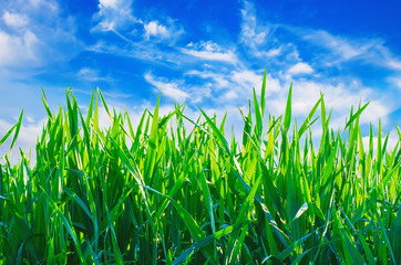 Obraz premium Green sunny grass meadow at spring with blue sky and white clouds. Natural eco seasonal spring abstract background.
