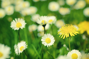 Fototapeta premium Dandelion yellow flowers and daisy growing on the meadow in spring time on the green grass, natural seasonal background