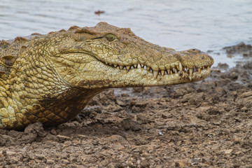 Big Smile...a huge crocodile on the bank of a pond.  Just waiting for some food.  Taken in Kruger National Park in South Africa.