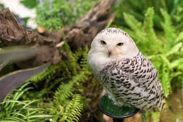 Portrait of white snowy owl
