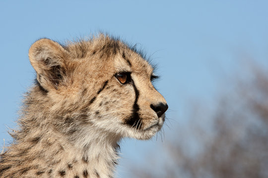 Staring...A jaguar cub looks attentively at his surroundings.  Taken in Kruger National Park in South Africa