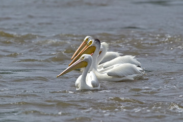 Fototapeta na wymiar White Pelicans (Pelecanus erythrorhynchos) fishing on a river.