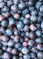 Background from many blackthorn berries