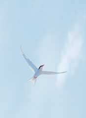 Arctic Tern