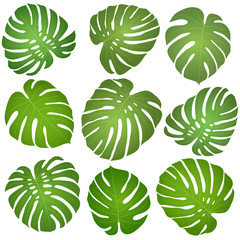 green leaves monstera © korsaralex