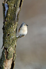 Tufted Titmouse (Parus bicolor)