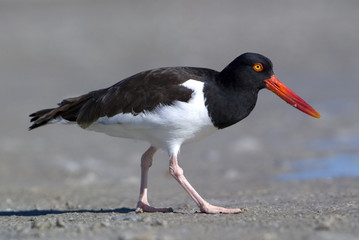 American Oystercatcher (Haemataopus palliatus)