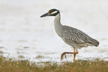 Yellow-crowned Night Heron Stalking its Prey