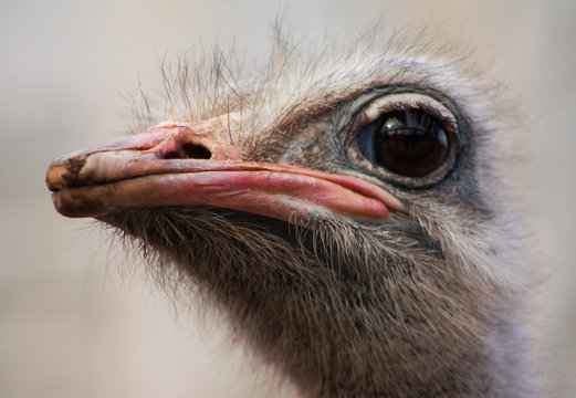 Ostrich face close up.