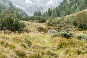 Fototapeta na wymiar Wanderweg in den Wald