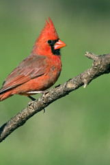 Male Northern Cardinal (Cardinalis cardinalis)