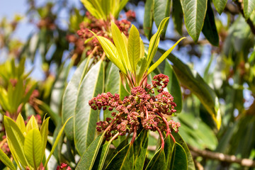 Berries growing on a tree