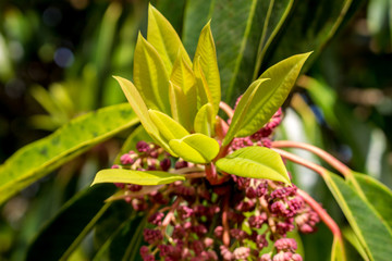 Berries growing on a tree