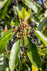 Obraz premium Berries growing on a tree