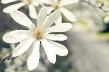 Flower of magnolia