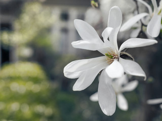 Flower of magnolia