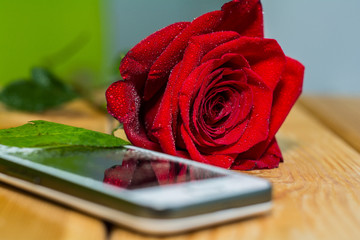 Red rose lying on the table next to her is a white cell phone

