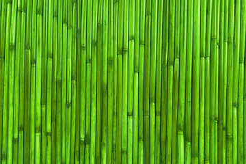 Green bamboo fence