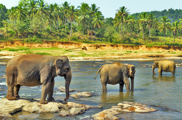 Elephants  wild in the river