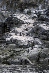 Fototapeta na wymiar Chinstrap Penguin on the rock